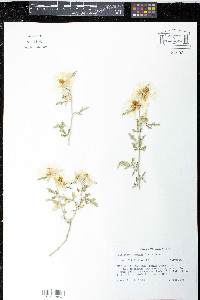 Media resource of Anisodontea elegans
