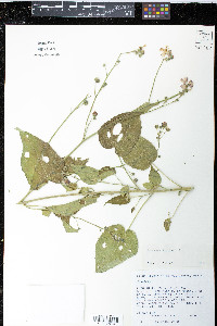 Anoda abutiloides image