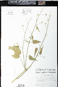 Anoda abutiloides image