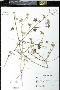 Anoda cristata image
