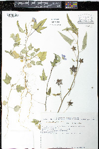 Anoda cristata image