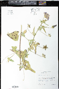 Anoda cristata image