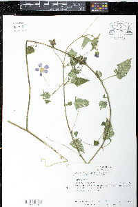 Anoda cristata image