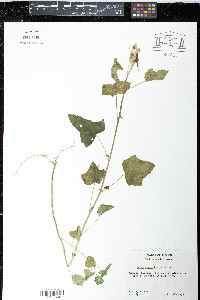 Anoda maculata image