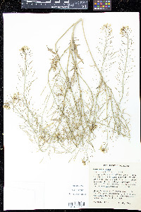 Sisymbrium loeselii image