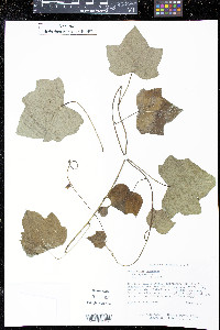 Menispermum canadense image