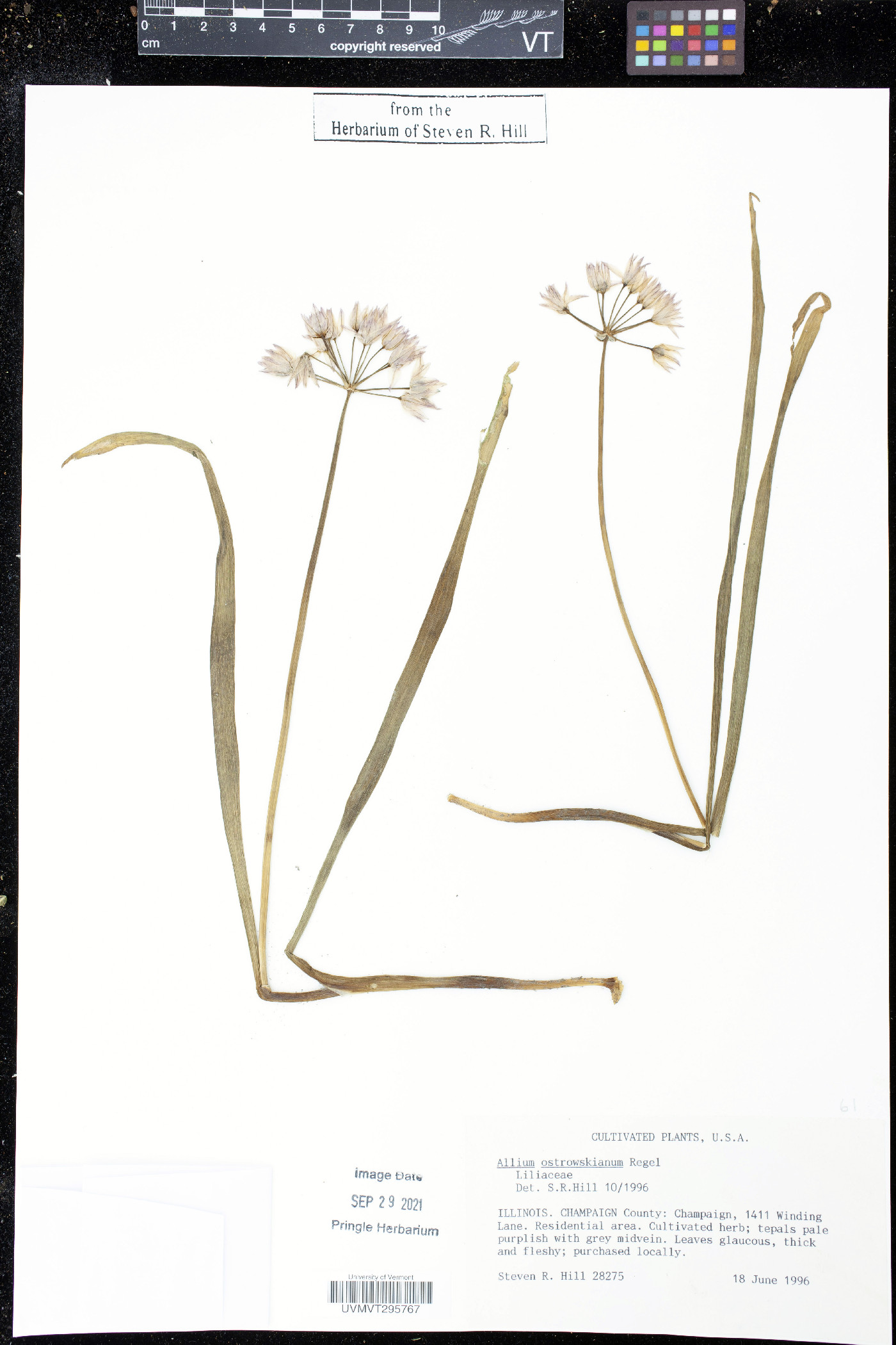 Allium oreophilum image