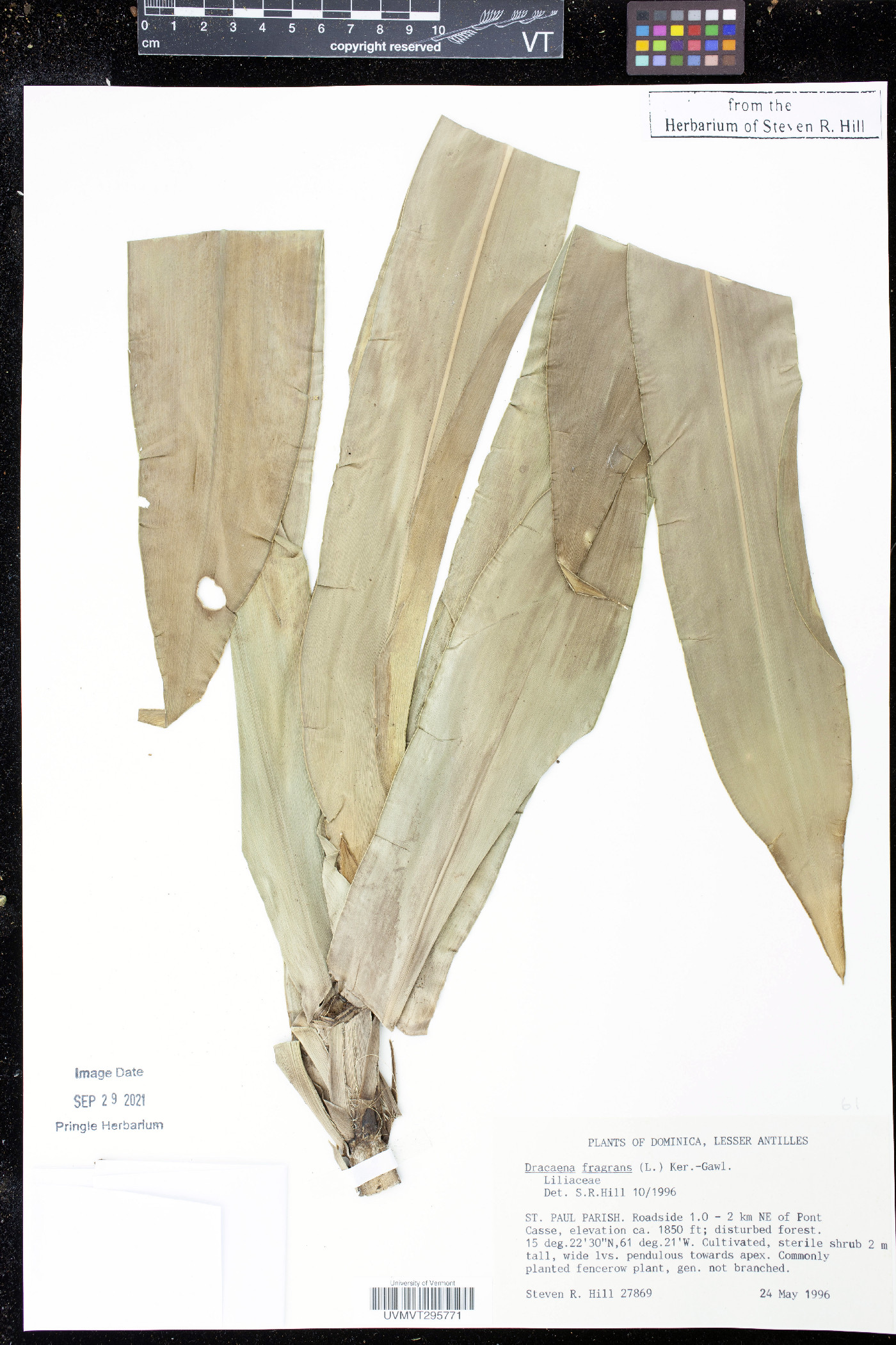Dracaena fragrans image