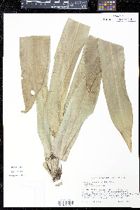 Dracaena fragrans image