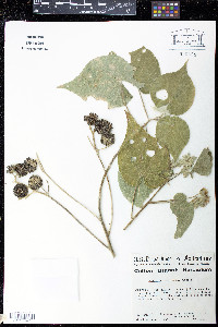 Media resource of Abutilon cuspidatum