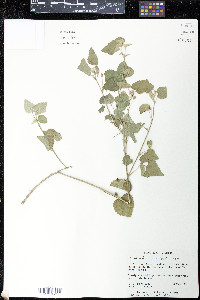 Abutilon fruticosum image