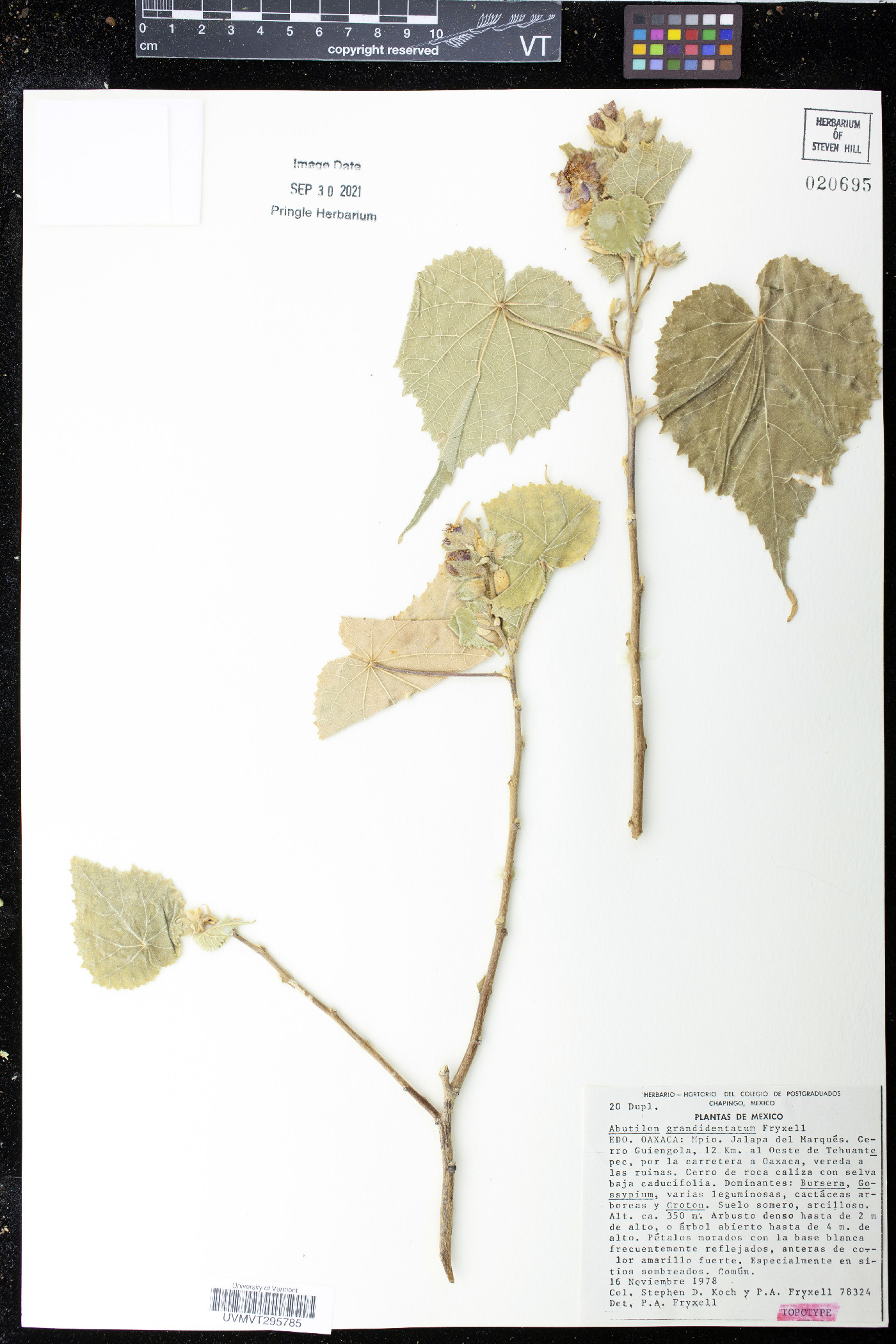 Abutilon grandidentatum image