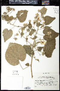 Abutilon grandiflorum image