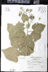 Abutilon grandiflorum image