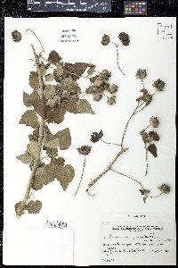 Abutilon grandiflorum image