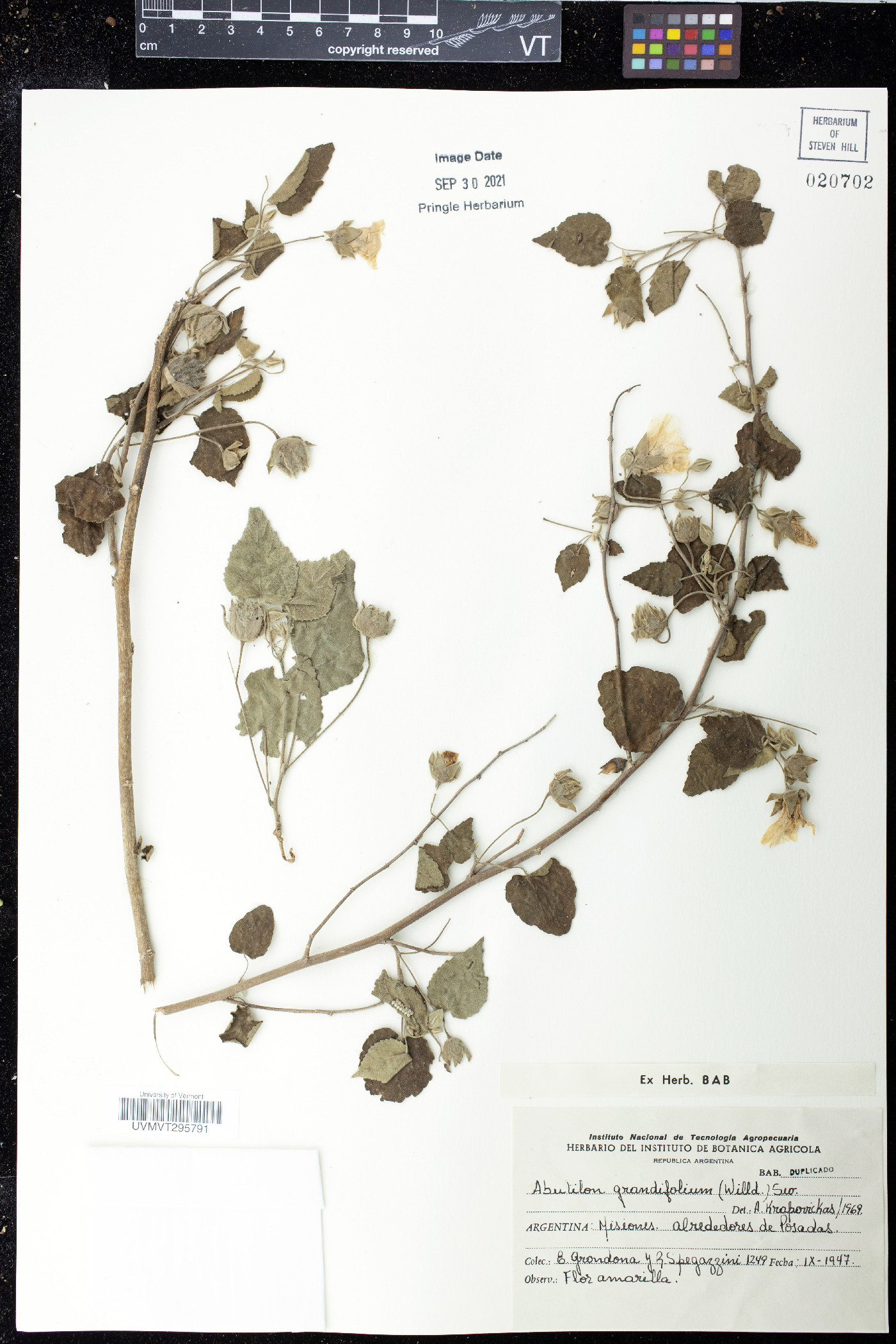 Abutilon grandiflorum image