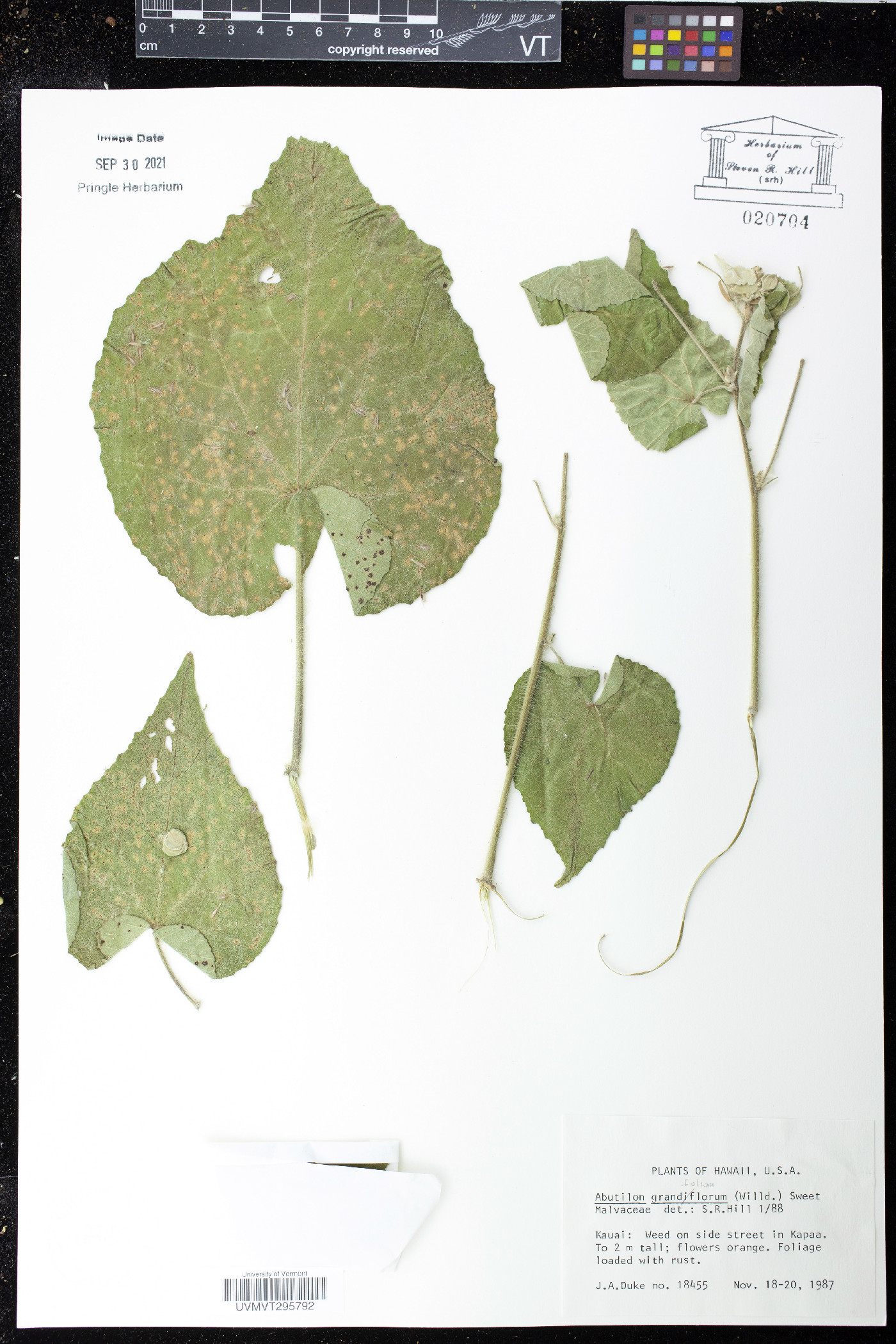 Abutilon grandiflorum image