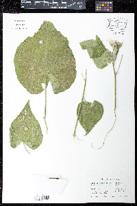 Media resource of Abutilon grandiflorum