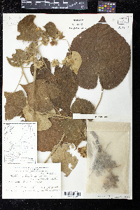 Abutilon umbelliflorum image