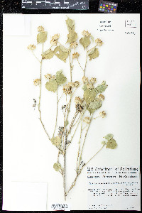 Abutilon abutiloides image