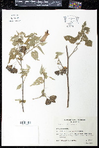 Abutilon megapotamicum image