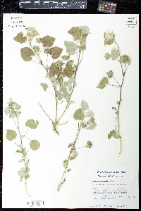 Abutilon wrightii image