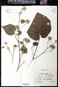 Abutilon anglosomaliae image
