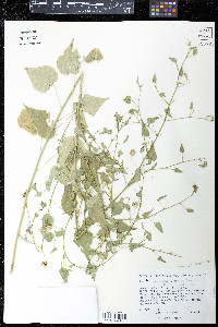 Abutilon mucronatum image