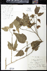 Abutilon niveum image