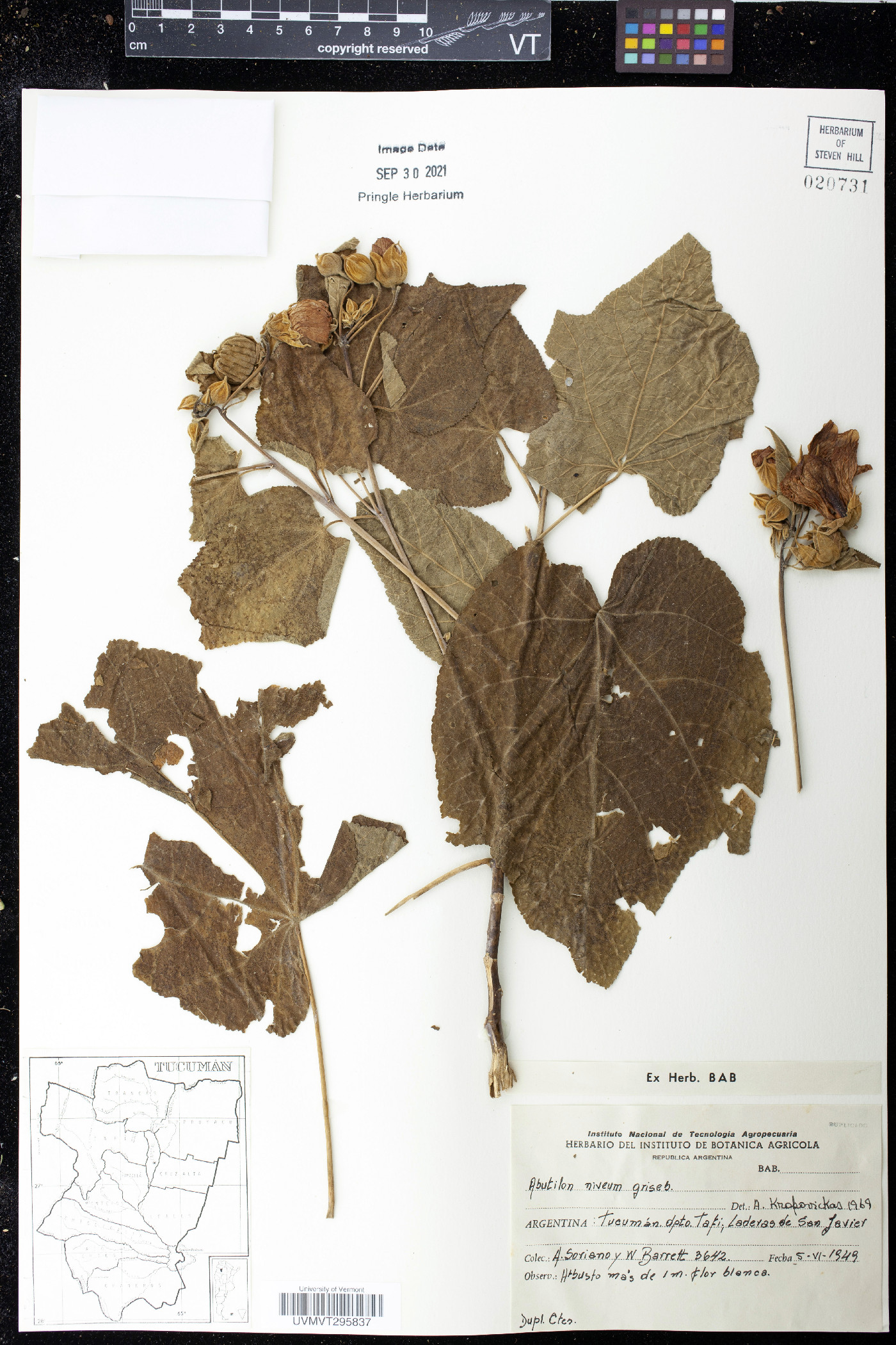 Abutilon niveum image