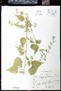 Abutilon orientale image