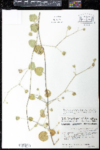 Abutilon oxycarpum image