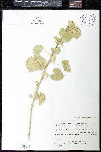Media resource of Abutilon pannosum