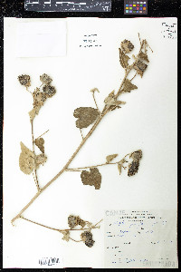 Abutilon pauciflorum image