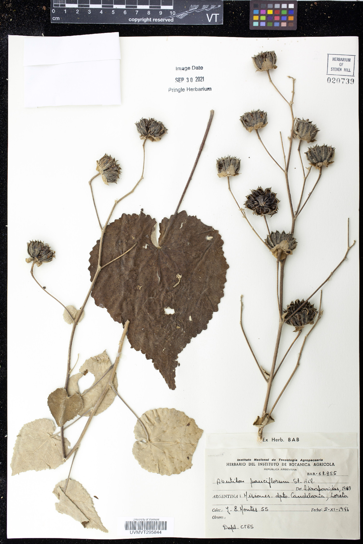 Abutilon pauciflorum image
