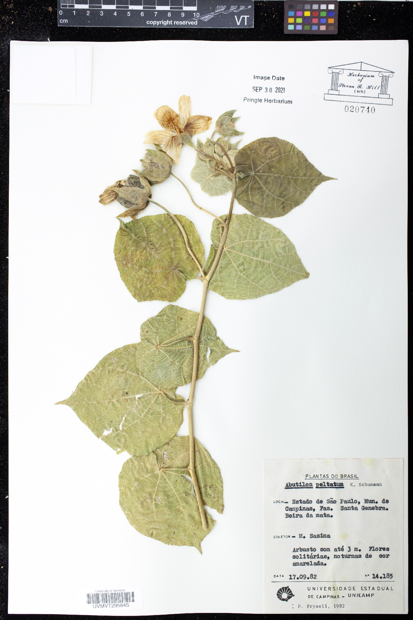Abutilon peltatum image