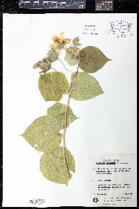 Media resource of Abutilon peltatum