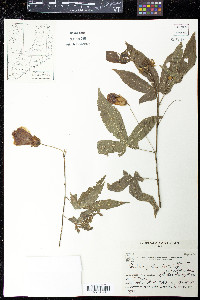Abutilon pictum image