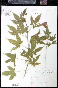 Abutilon pictum image