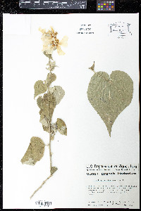 Abutilon pubistamineum image