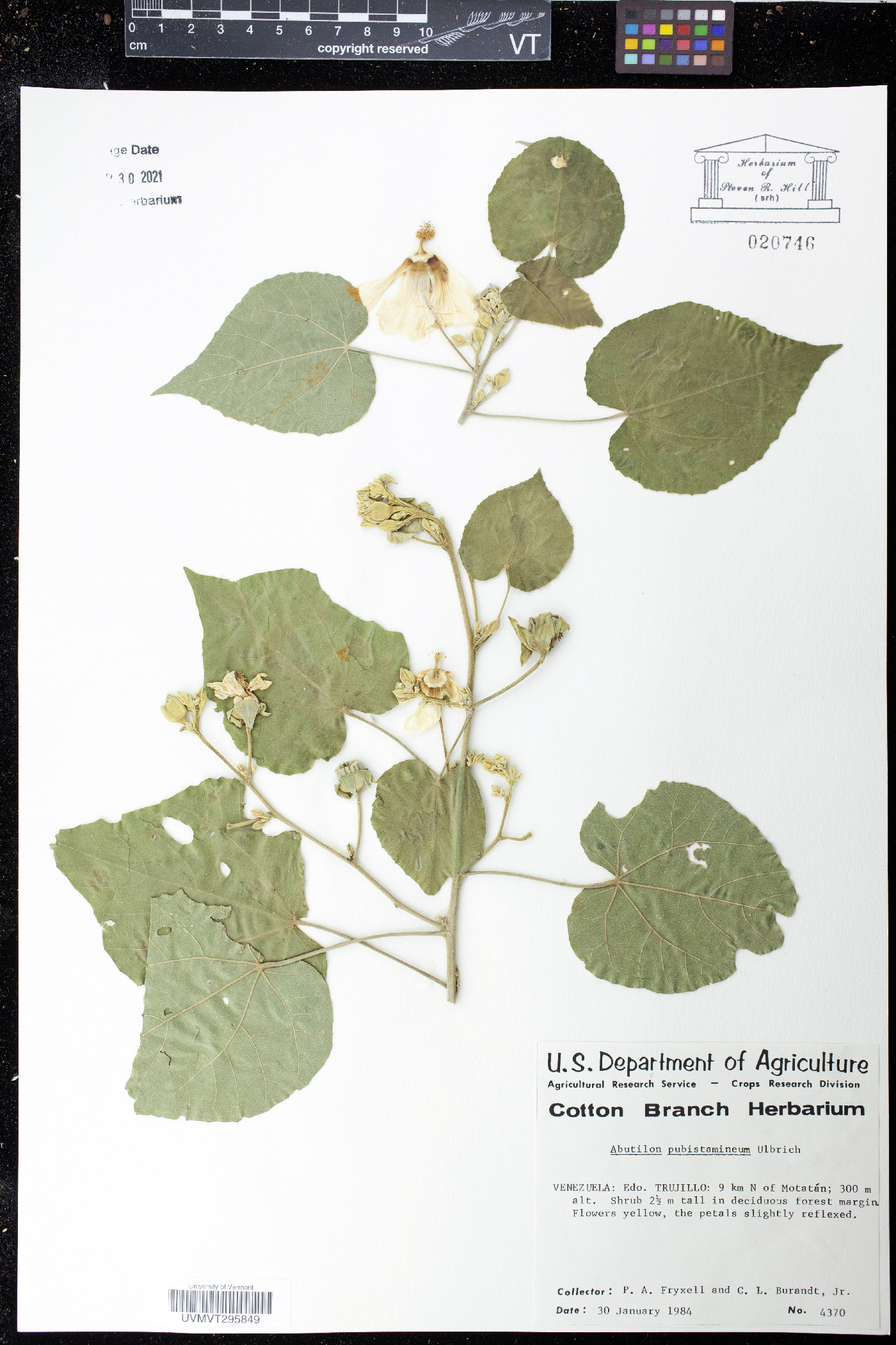 Abutilon pubistamineum image