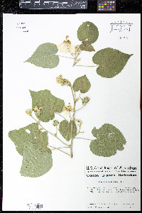 Media resource of Abutilon pubistamineum