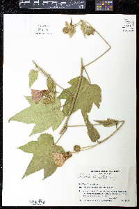 Media resource of Abutilon regnellii