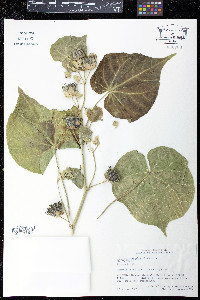 Abutilon theophrasti image