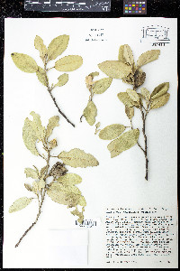 Lagunaria patersonii image