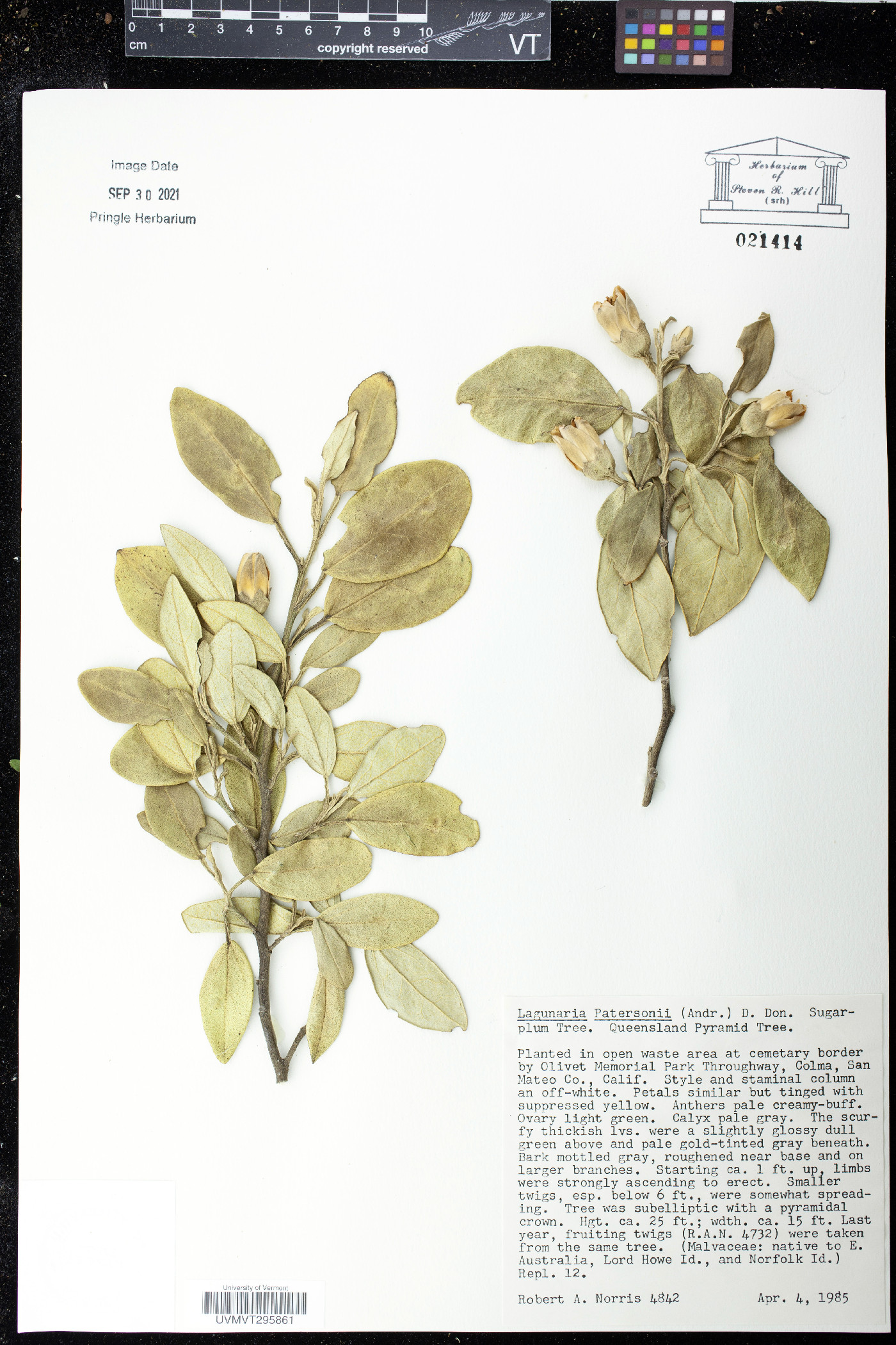 Lagunaria patersonii image
