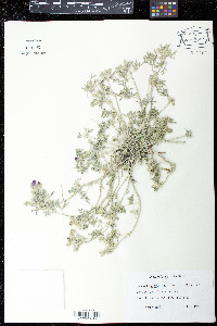 Lecanophora ameghinoi image