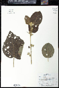 Pavonia dasypetala image
