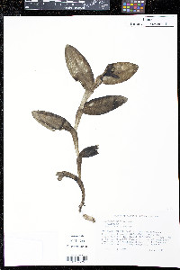 Epidendrum boricuarum image