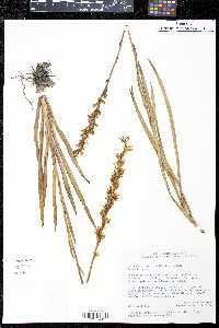 Media resource of Schiekia orinocensis